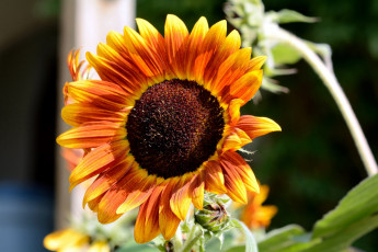 Картинка цветы подсолнухи макро