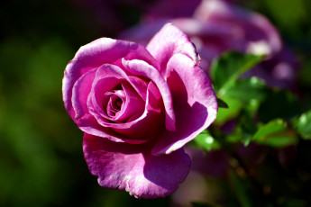 Картинка цветы розы бутон