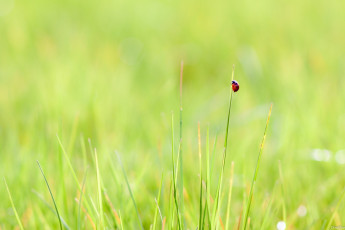 Картинка животные божьи+коровки божья коровка жук трава луг