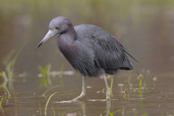 Картинка животные цапли +выпи птичка