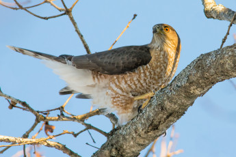 Картинка животные птицы+-+хищники птичка