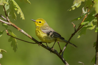 Картинка животные птицы птичка