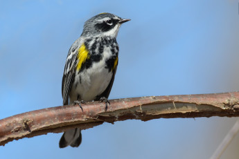 Картинка животные птицы птичка