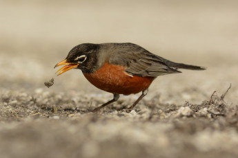 Картинка животные птицы птичка