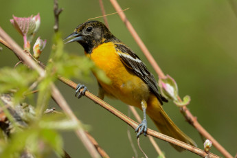 Картинка животные птицы птичка