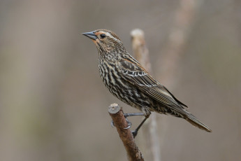 Картинка животные птицы птичка