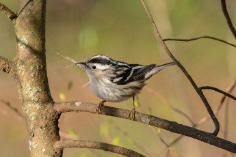 Картинка животные птицы птичка