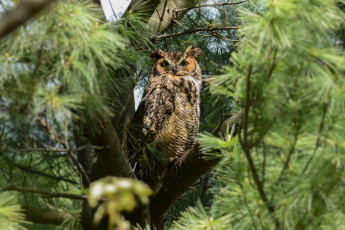 Картинка животные совы птичка