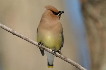 Картинка животные свиристели птичка