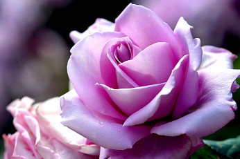 Картинка цветы розы макро