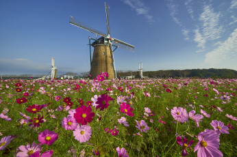 Картинка разное мельницы поле цветы мельня