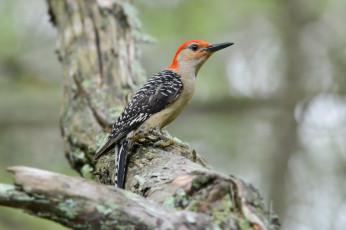 Картинка животные дятлы птичка