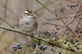 Картинка животные птицы птичка