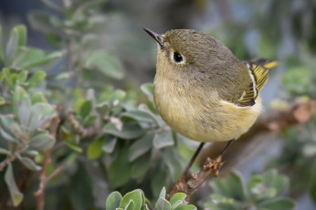 Картинка животные птицы птичка