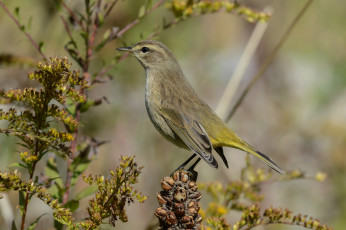 Картинка животные птицы птичка