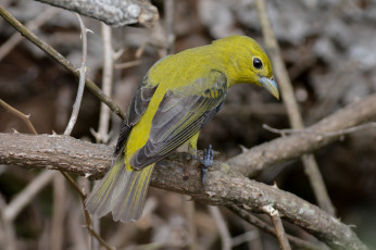 Картинка животные птицы птичка