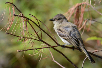 Картинка животные птицы птичка