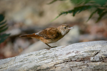 Картинка животные птицы птичка