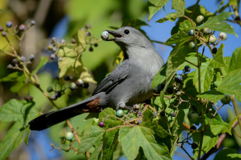Картинка животные сойки птичка