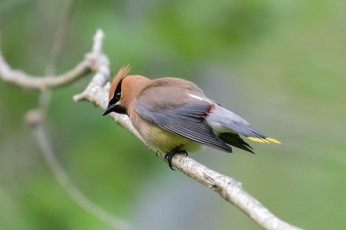 Картинка животные свиристели птичка