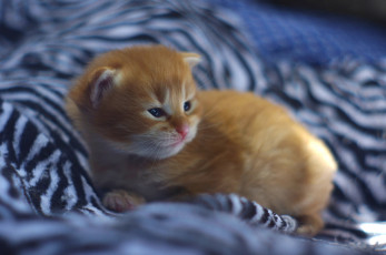 Картинка животные коты рыжий котёнок малыш