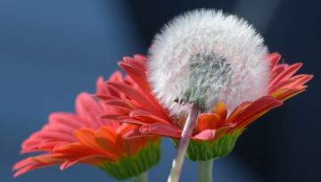 Картинка цветы разные+вместе одуванчик герберы макро