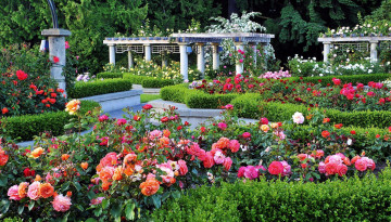 Картинка цветы розы розарий