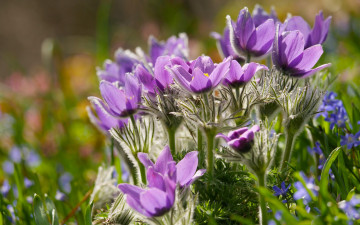 Картинка цветы анемоны +сон-трава весна сон-трава прострел