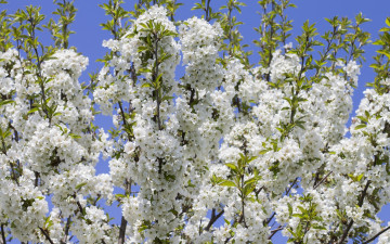 Картинка цветы цветущие+деревья+ +кустарники ветка