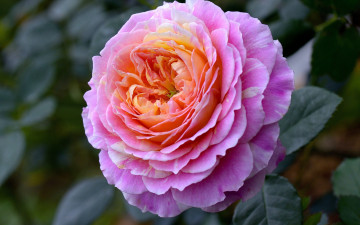 Картинка цветы розы макро бутон роза