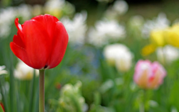 Картинка цветы тюльпаны тюльпан цветок красный