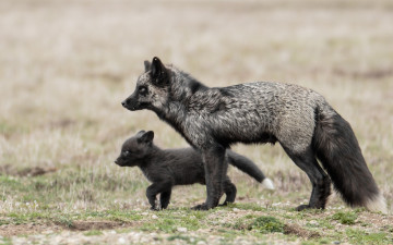 Картинка животные лисы лисёнок лиса детёныш