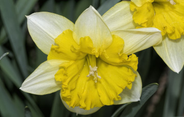 Картинка цветы нарциссы макро лепестки