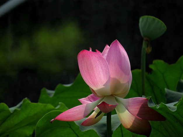 Обои картинки фото цветы, лотосы, бутон, лепестки, фон