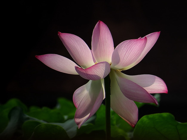 Обои картинки фото цветы, лотосы, бутон, лепестки, фон