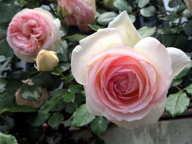 Обои картинки фото цветы, розы, розовый