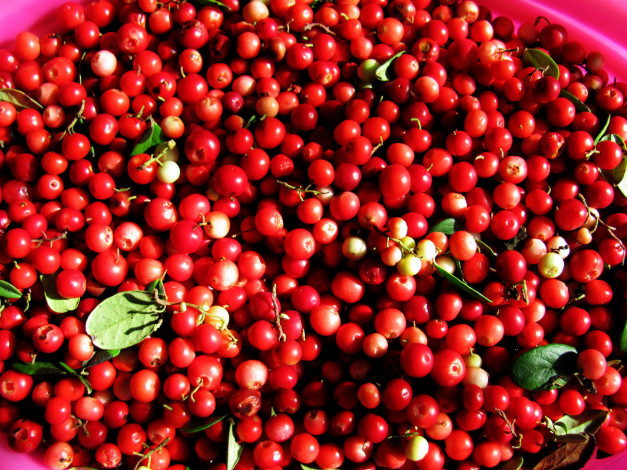 Обои картинки фото еда, брусника, ягоды