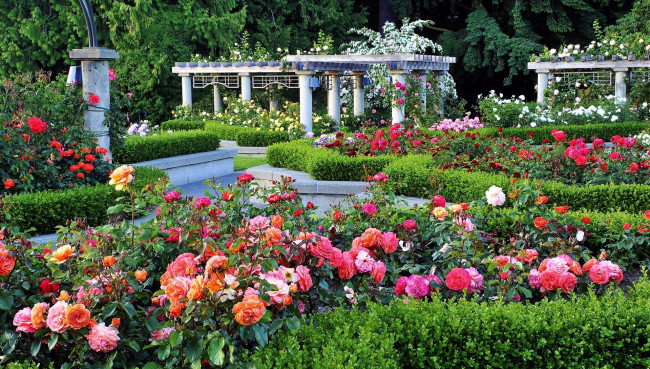 Обои картинки фото цветы, розы, розарий