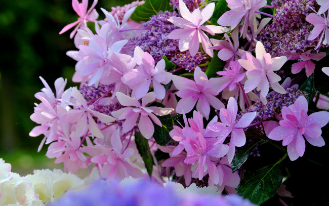 Обои картинки фото цветы, гортензия, макро, цветки