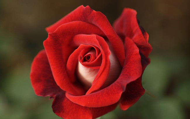 Обои картинки фото цветы, розы, макро, бутон, роза