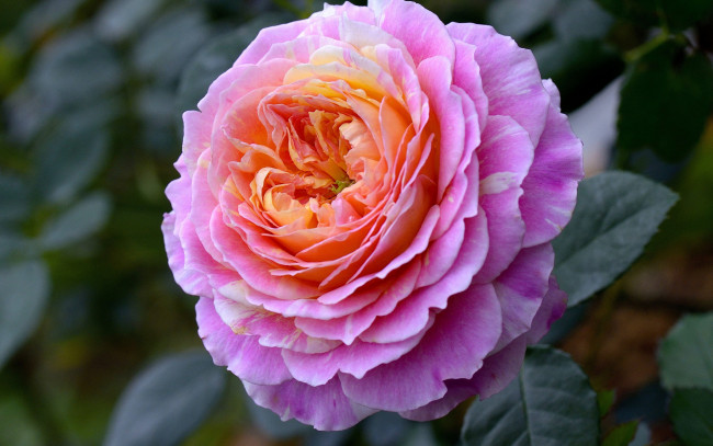 Обои картинки фото цветы, розы, макро, бутон, роза