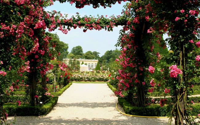 Обои картинки фото цветы, розы, розарий