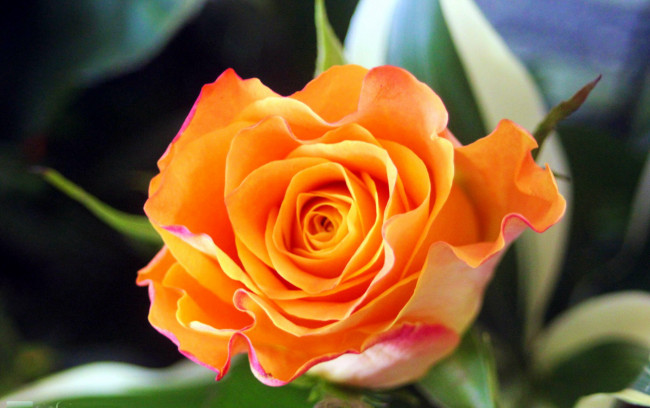 Обои картинки фото цветы, розы, персиковый