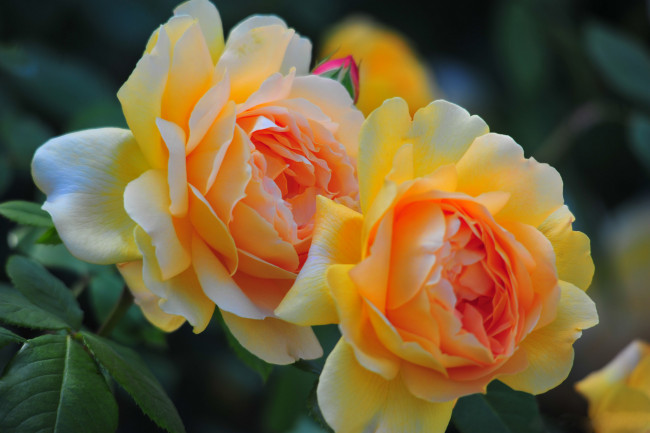 Обои картинки фото цветы, розы, дуэт, лепестки, бутоны, макро