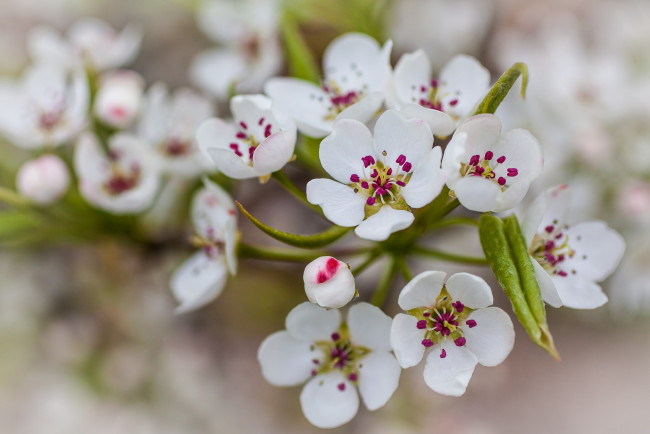 Обои картинки фото цветы, цветущие деревья ,  кустарники, листья, природа, белые, лепестки, груша