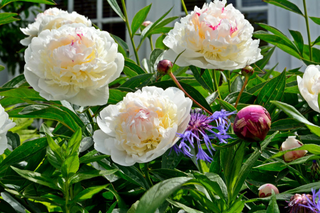 Обои картинки фото цветы, пионы, бутоны