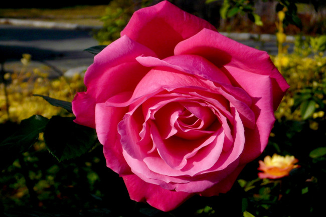 Обои картинки фото цветы, розы, розовый