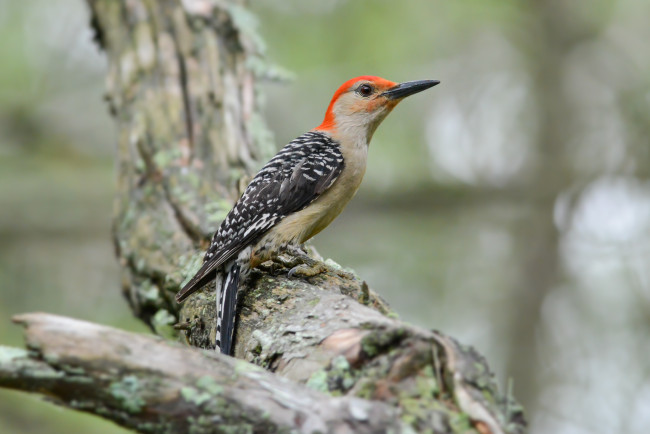 Обои картинки фото животные, дятлы, птичка