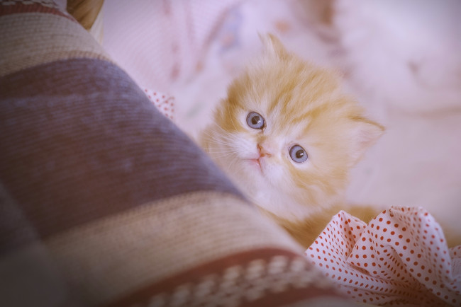 Обои картинки фото животные, коты, взгляд, малыш, рыжий, котёнок, персидская, кошка