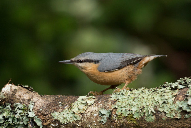 Обои картинки фото животные, поползни, птичка